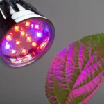 UV Lights for Indoor Plant Growth: A Comprehensive Guide