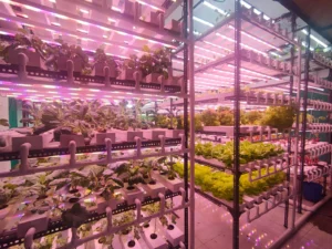 Vegetable Production Using Hydroponics