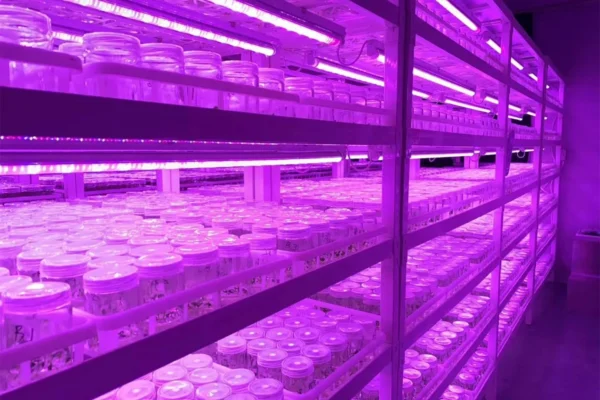4Ft 36W Grow Light for Strawberry - Image 4