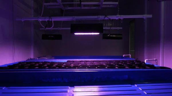 Strawberry Grow light