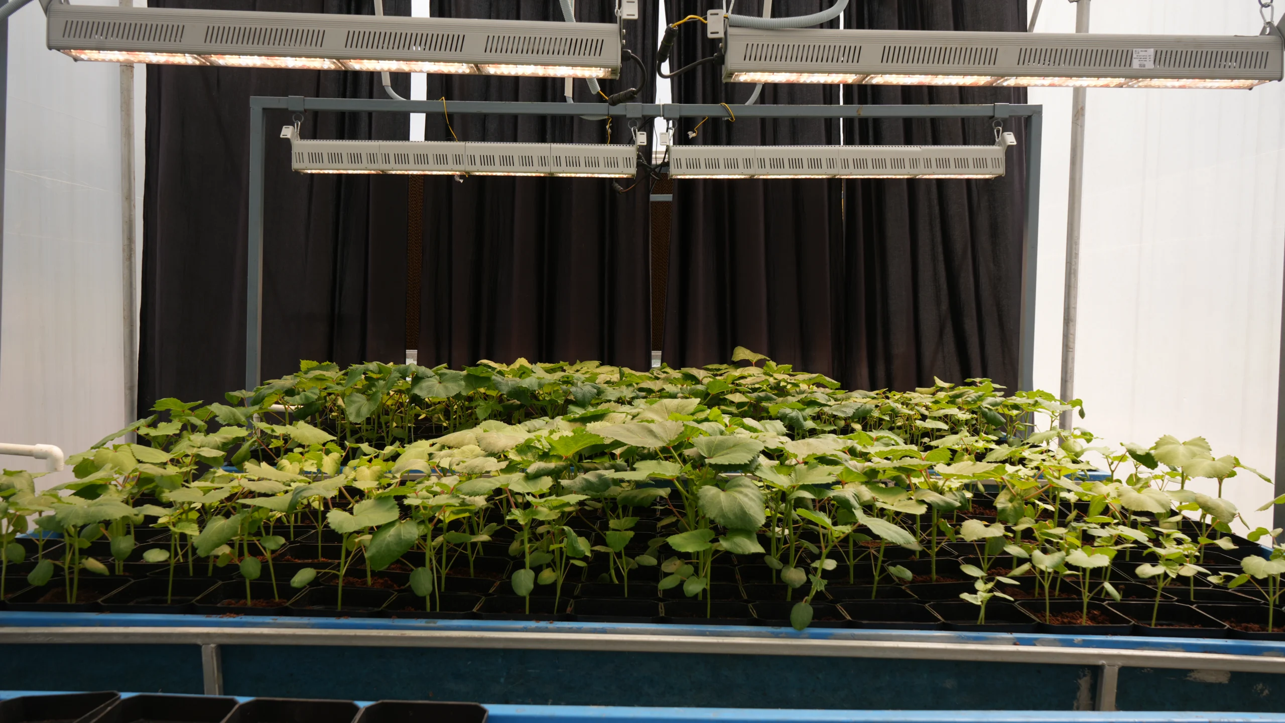 The Science of Photoperiod Manipulation in Speed Breeding Using Grow Lights