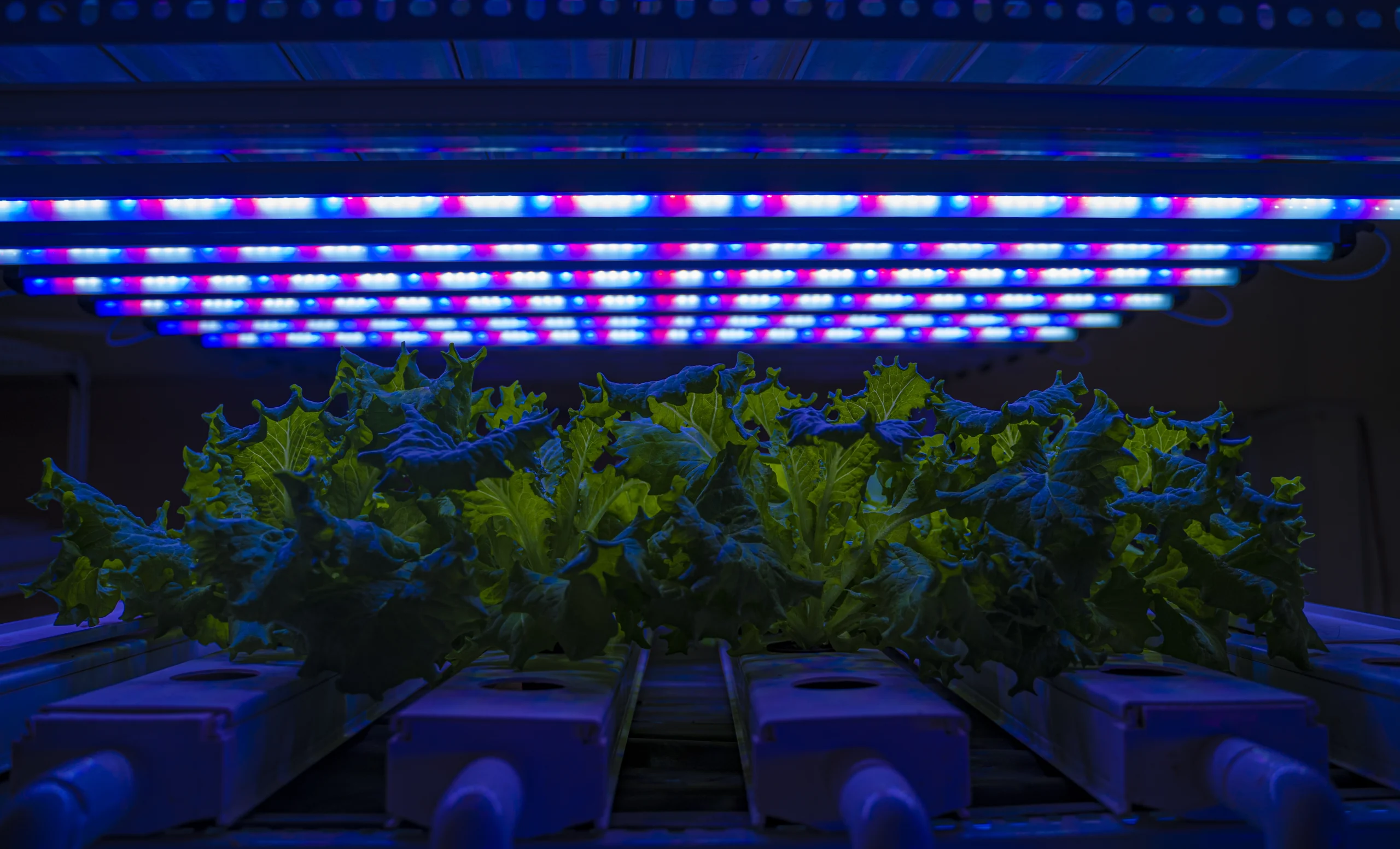 4Ft 36W Grow Light for Leafy Vegetables
