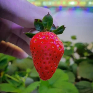 18-watt-4ft-strawbeey