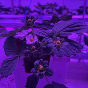 18-watt-4ft-strawbeey