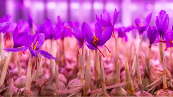 18-watt-saffron-4ft_4_