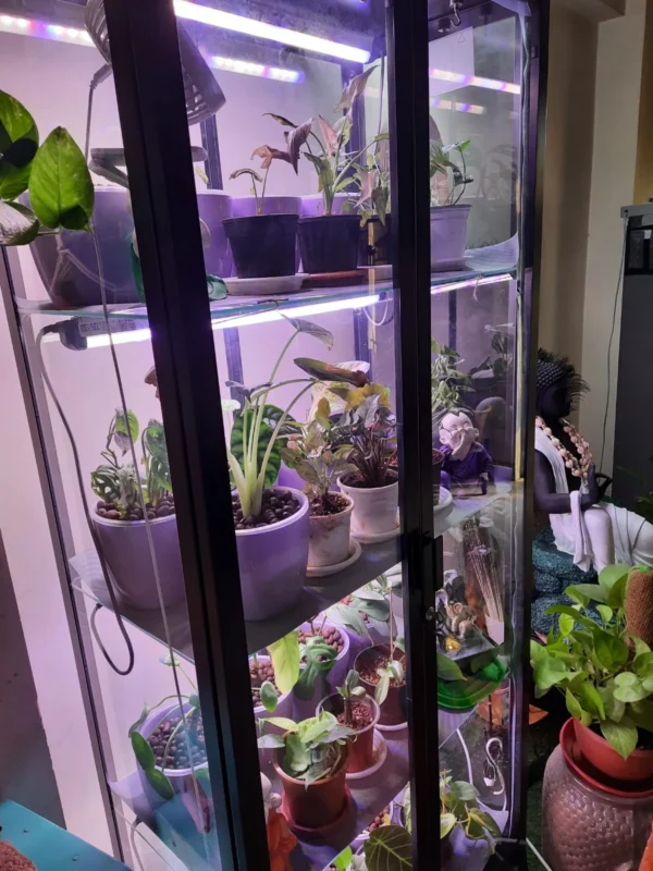 36 watt 4 ft ornamnetal plants