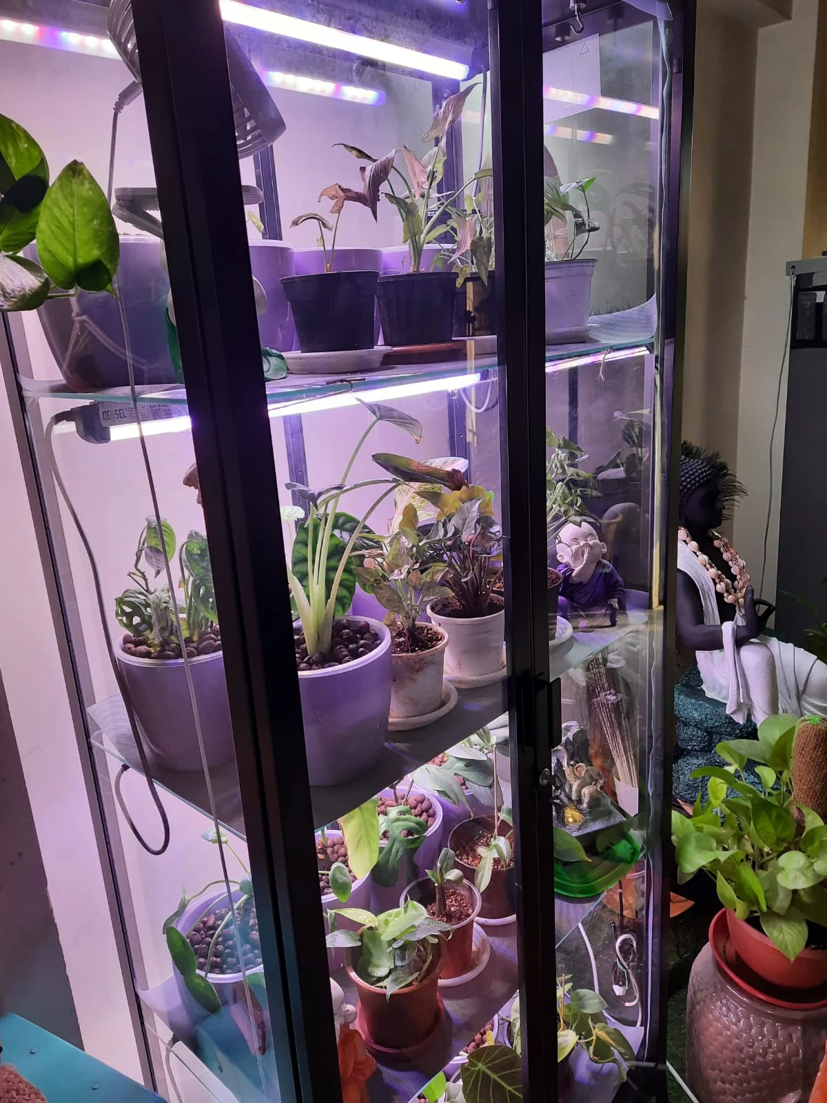 36 watt 4 ft ornamnetal plants