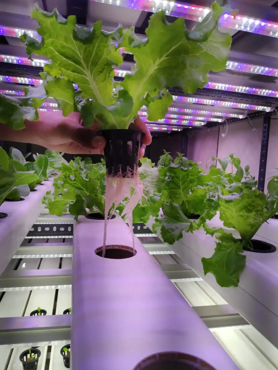 4Ft 18W Grow Light for Leafy Vegetables