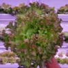 4Ft 18W Grow Light for Leafy Vegetables