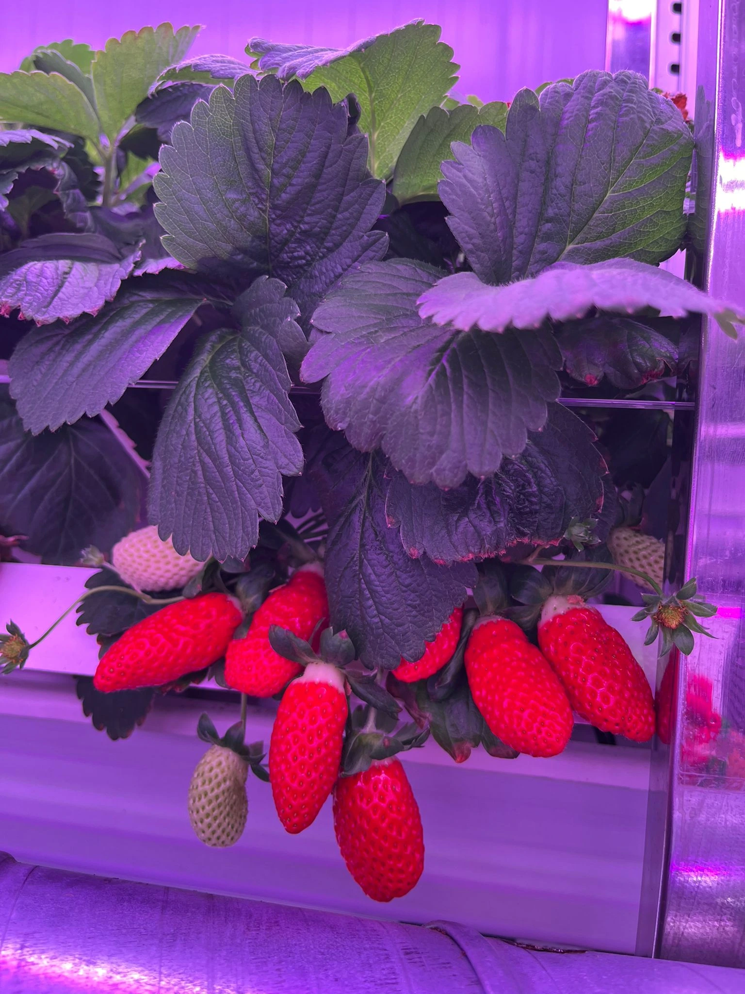 4Ft 36W Grow Light for Strawberry