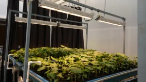 Indoor Gardening
