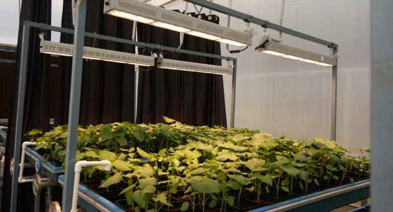 Indoor Gardening