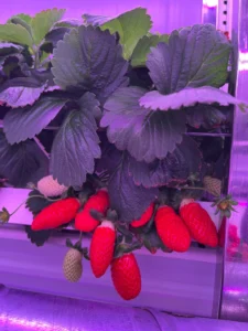 Ultimate Guide to Indoor Strawberry Lighting: Everything You Need to Know 🍓💡