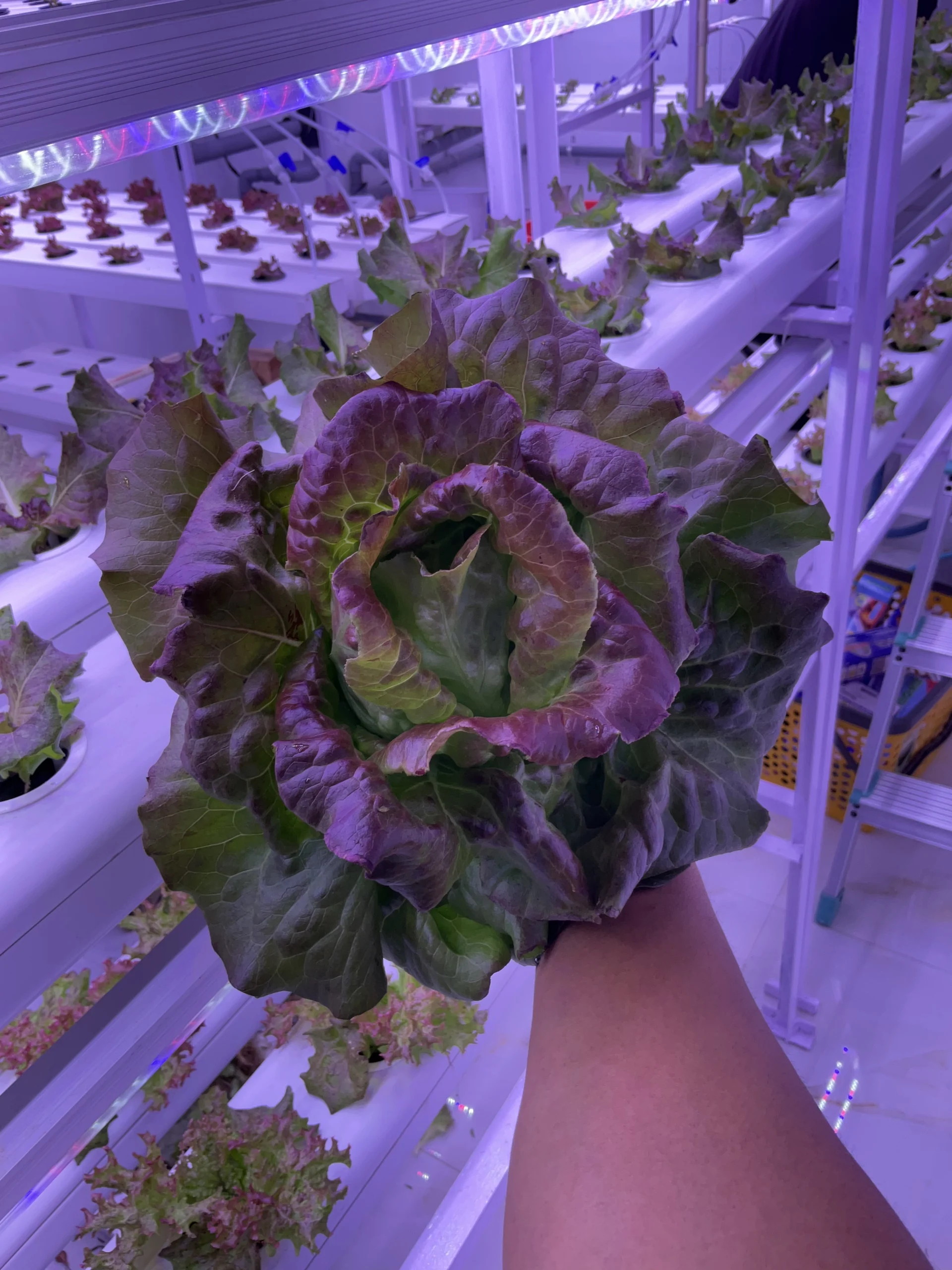 Leafy Vegetable Grow Light