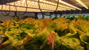 Horticultural Science