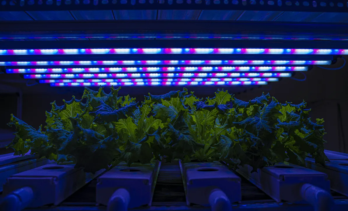 Indoor Vertical Farming Lighting<br>