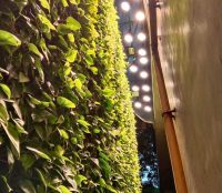 Vertical green wall